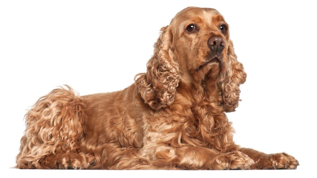 Brown and Black Dog Breeds - Cocker Spaniel