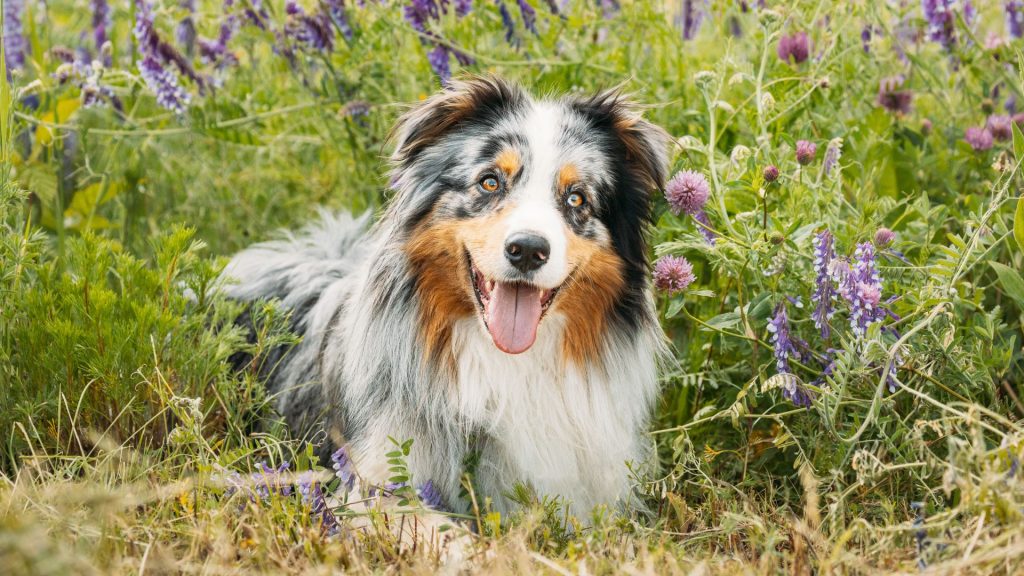 Brown and Black Dog Breeds - Australian Shepherd