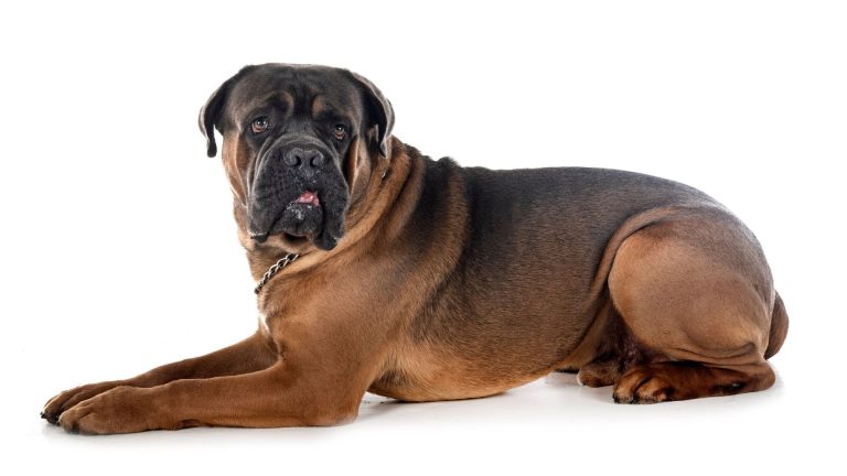 Large brown and black dog breed lying down on white background.