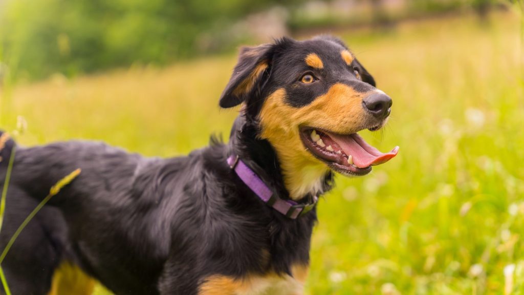 Brown and Black Dog Breeds - Beauceron