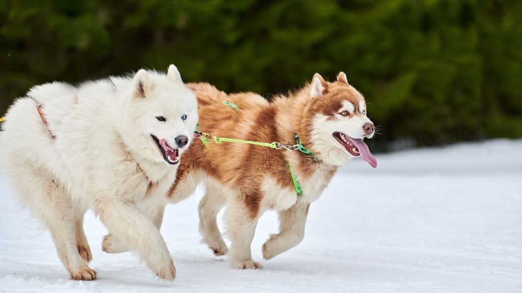 Two sled dogs running in the snow, representing breeds starting with 'H.'