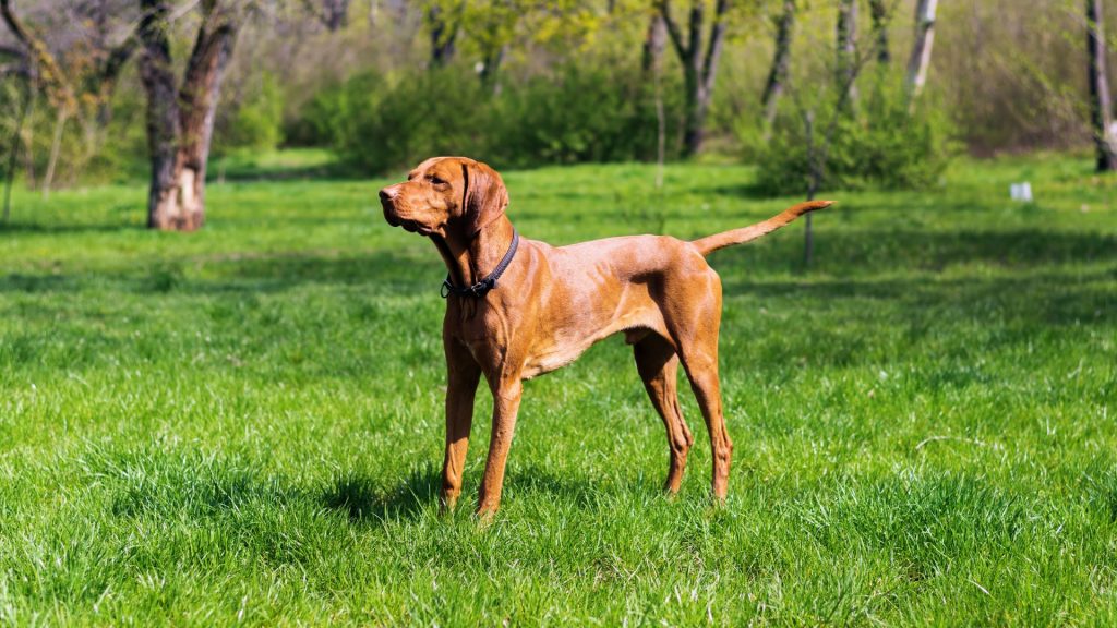 Elegant brown dog standing in a grassy field, representing a breed starting with 'H.'