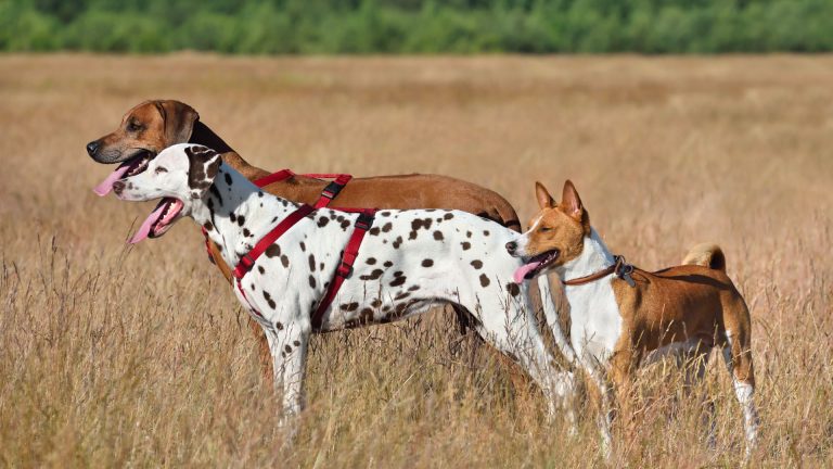 Three diverse dogs standing in a field, representing breeds starting with H