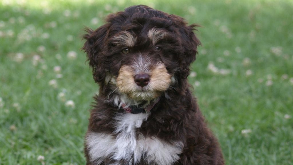 Cute Toy Aussiedoodle with a curly coat sitting on green grass.