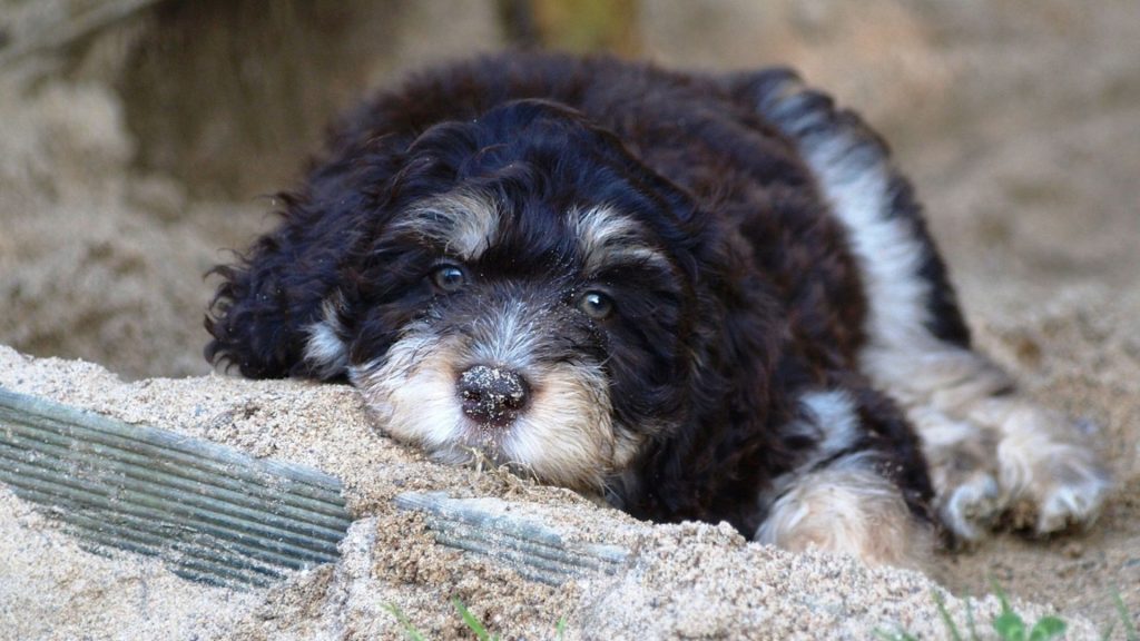 Toy Aussiedoodle puppy lying on sandy ground with a fluffy coat.