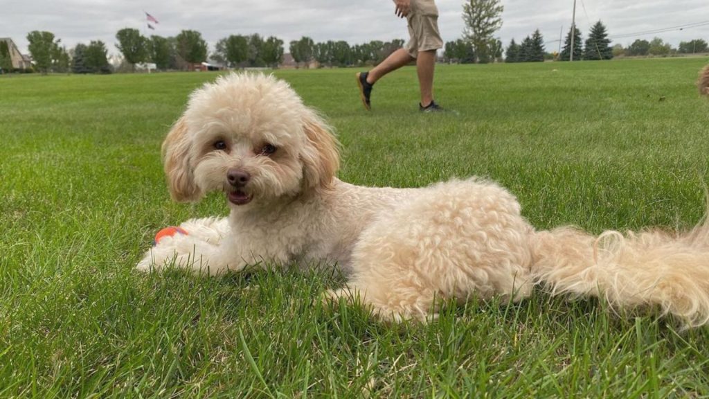 Toy Aussiedoodle lying on the grass in a park with a fluffy coat.