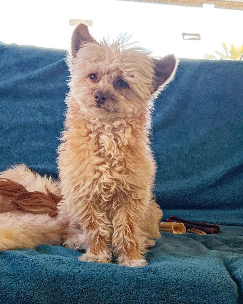 Toy Aussiedoodle with a curly coat sitting on a blue blanket.