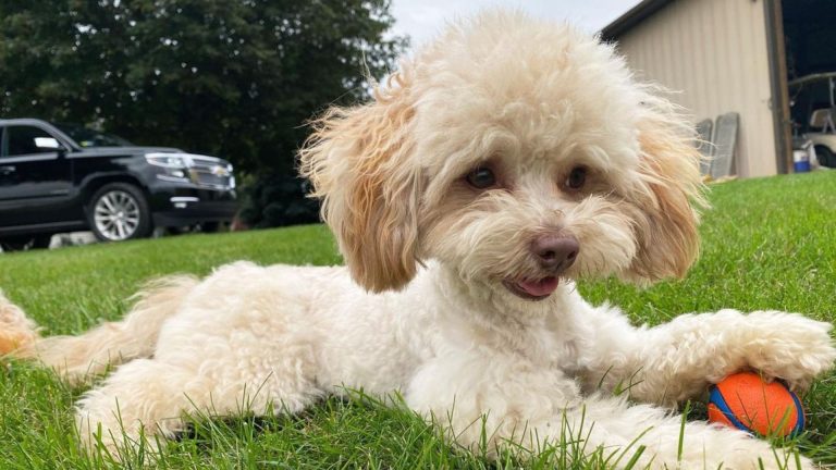 Small Toy Aussiedoodle with a fluffy coat playing with a ball on the grass.