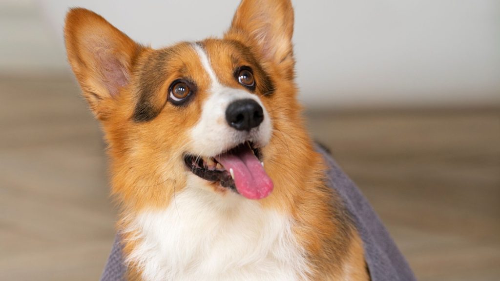 Corgi with a medium-length coat looking up with its tongue out, appearing happy.