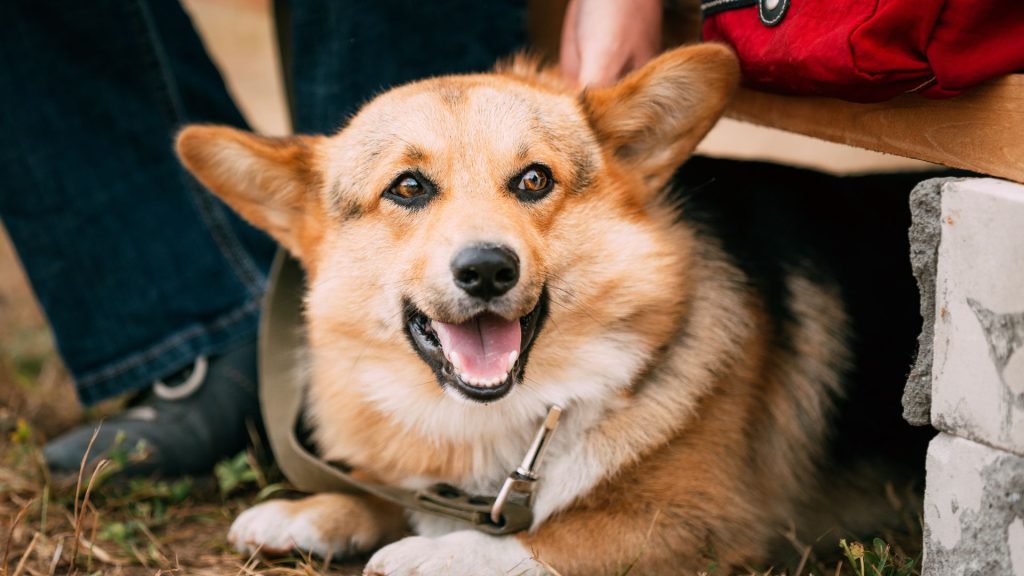 Happy Corgi with a smooth coat resting under a bench, looking cheerful.