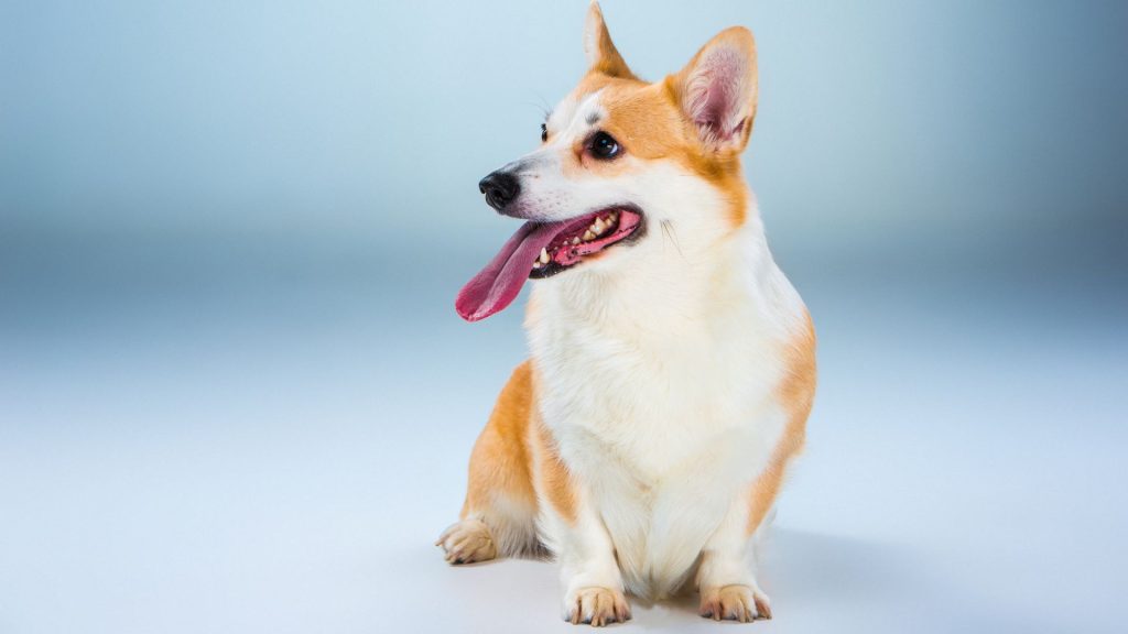 Short-coated Corgi sitting against a light background, tongue out, looking playful.