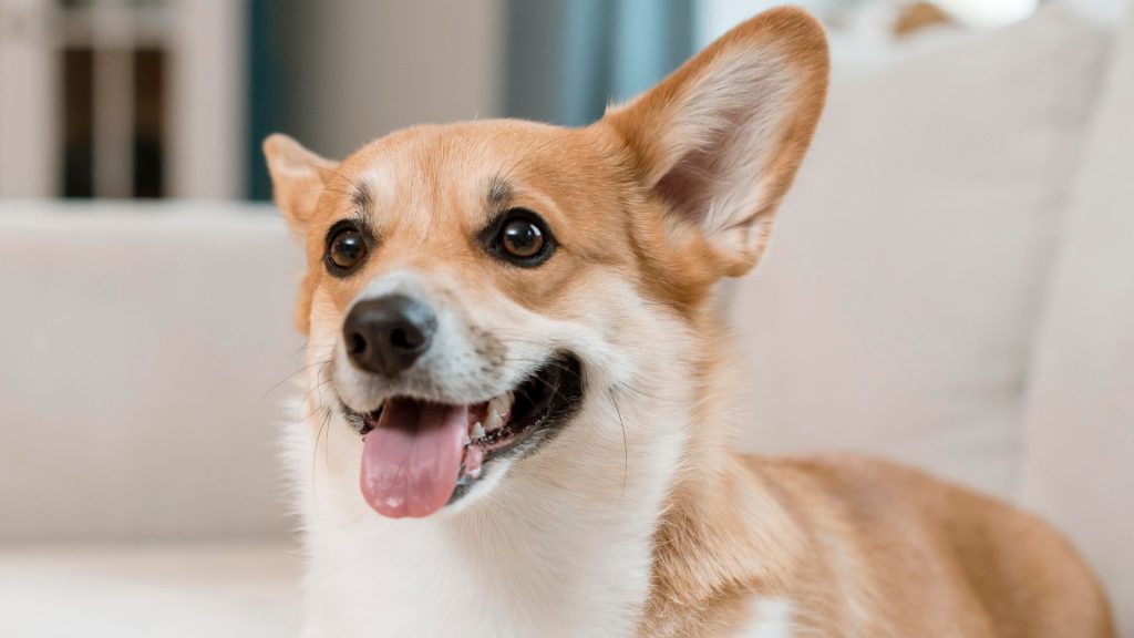 Happy Corgi with a short coat sitting indoors, tongue out, looking cheerful.