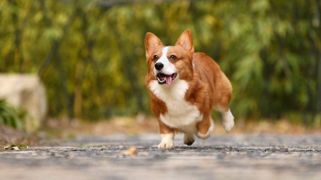 Corgi with a dense coat running happily on a path, looking energetic and joyful.