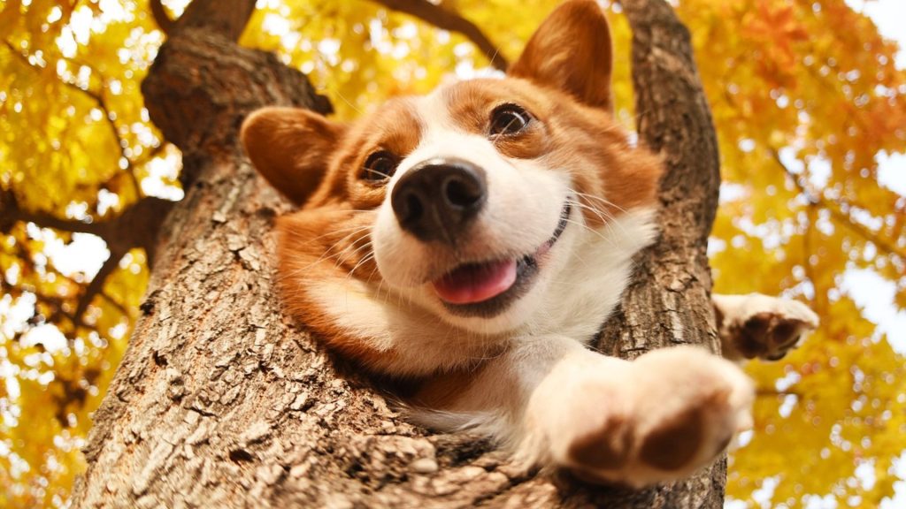 Corgi with a plush coat peeking from a tree, surrounded by autumn leaves.