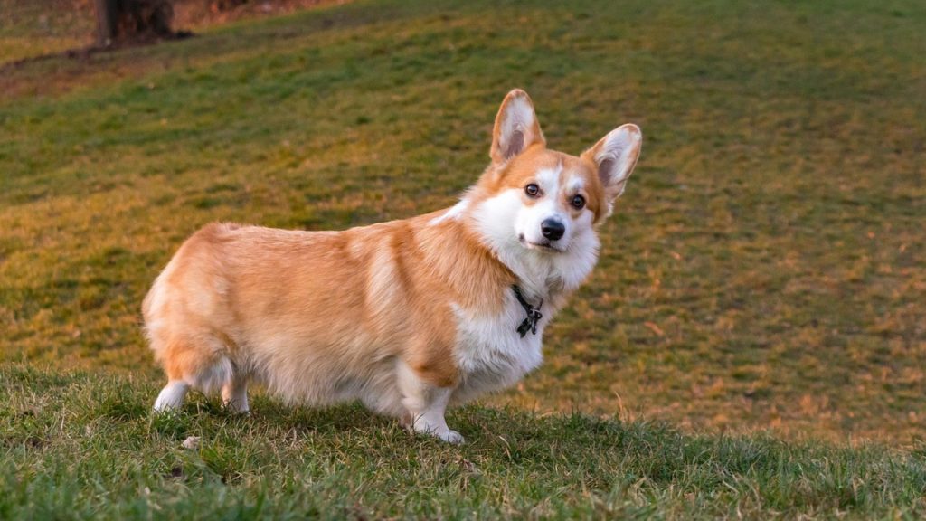 Corgi with a long, silky coat standing on a grassy hill, looking curious.