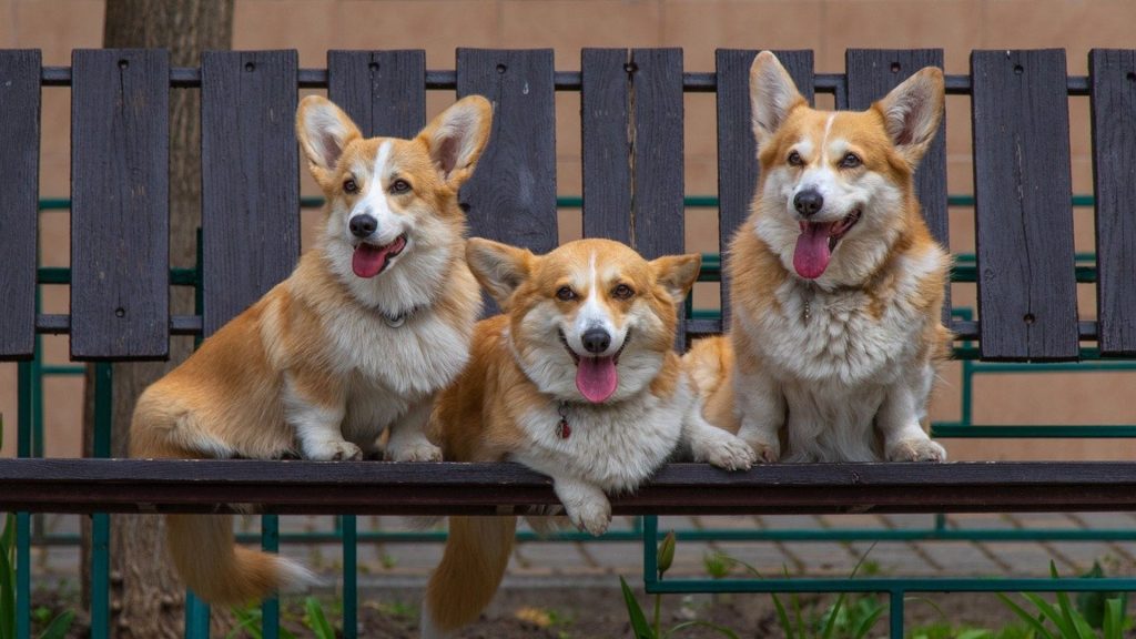 Three happy Corgis with various coat types sitting on a bench, tongues out.