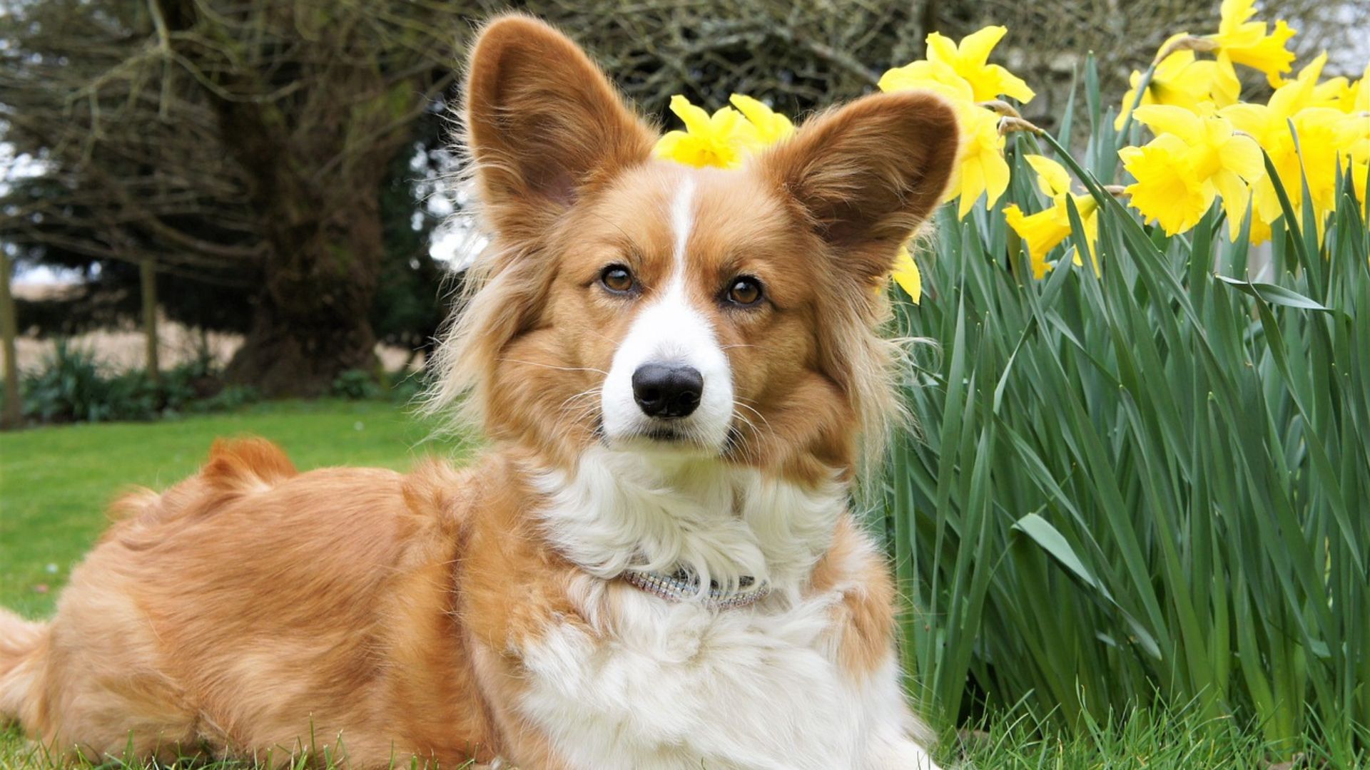 Fluffy Corgi with a luxurious coat sitting near vibrant yellow flowers in a garden.