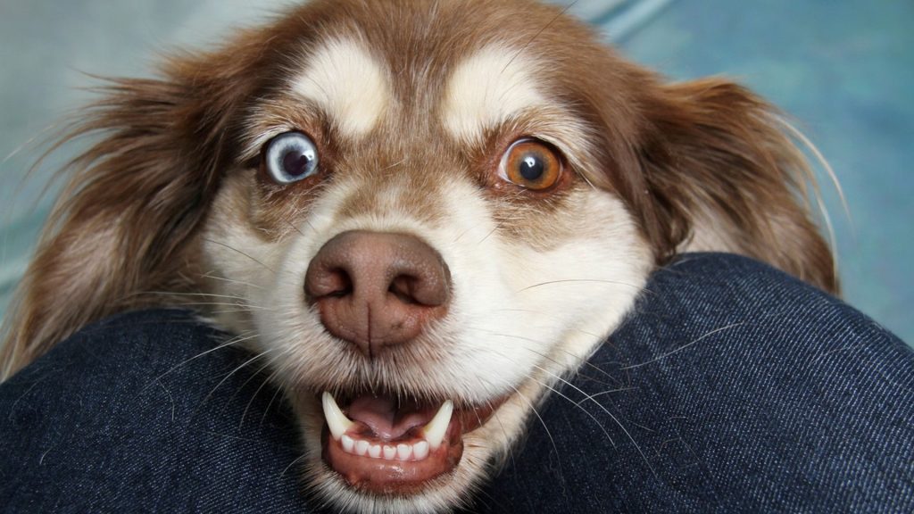 Close-up of a dog with different colored eyes and a playful expression.