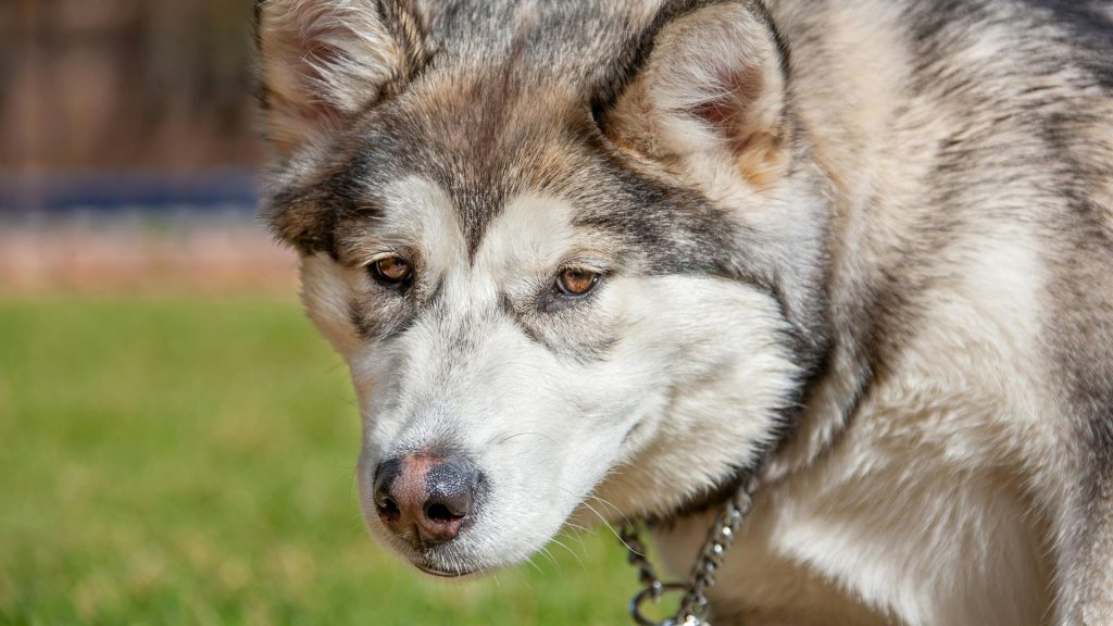 Close-up of an Alaskan Malamute with a thick fur coat.