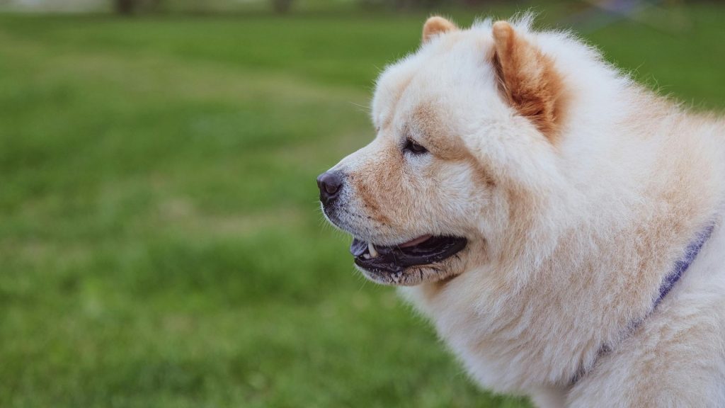 Profile view of a fluffy Chow Chow dog in a green field.