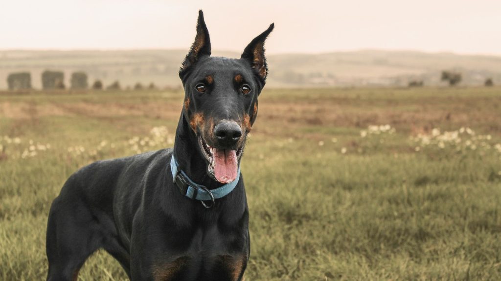 Doberman Pinscher with erect ears standing in a field.