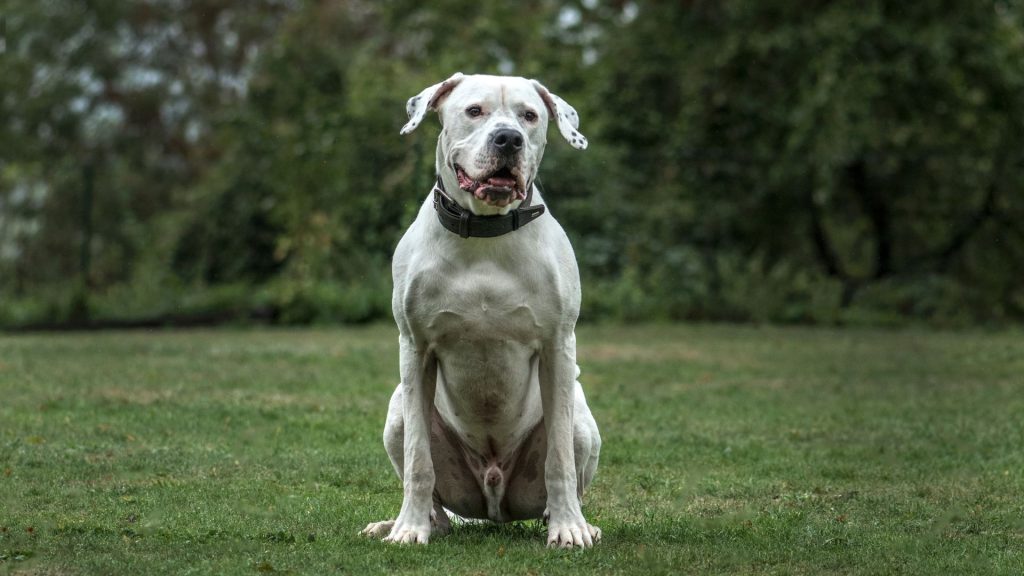 White Dogo Argentino sitting on grass with a forest background.