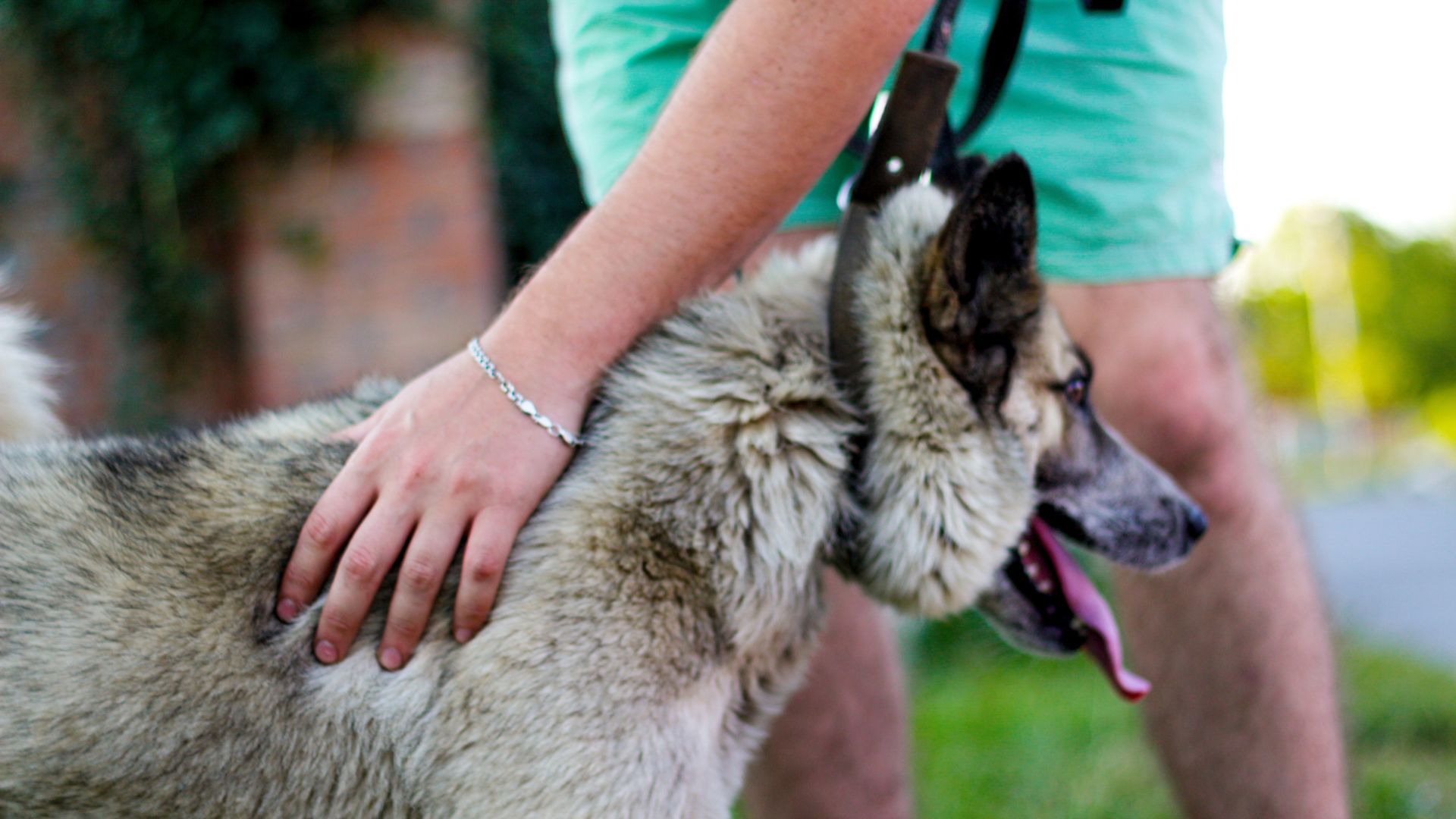 Person petting a leashed dog with a thick coat, standing outdoors.