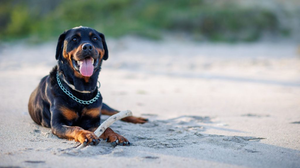 An unsafe dog breed lying on the sand with a stick in its mouth.