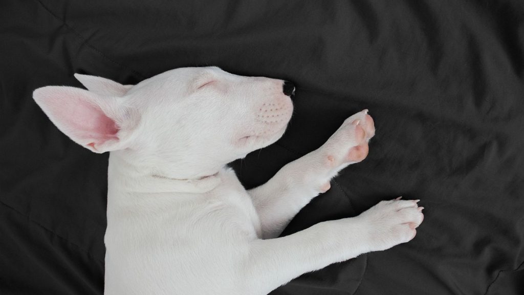 An unsafe dog breed puppy sleeping peacefully on a black blanket.