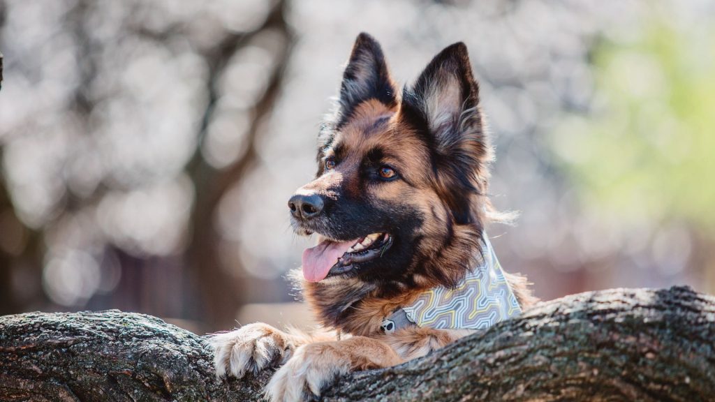 A German Shepherd, an unsafe dog breed, resting its paws on a tree branch.