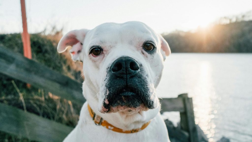 An American Bulldog, an unsafe dog breed, standing near a lakeside at sunset.