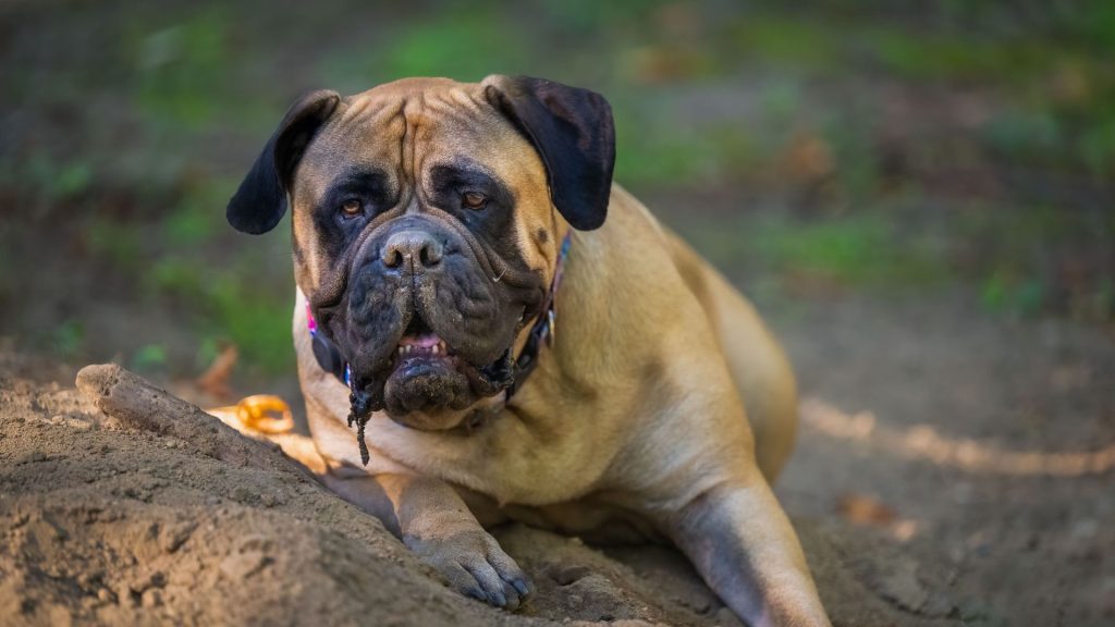 A Bullmastiff, an unsafe dog breed, lying down on the ground in a wooded area.