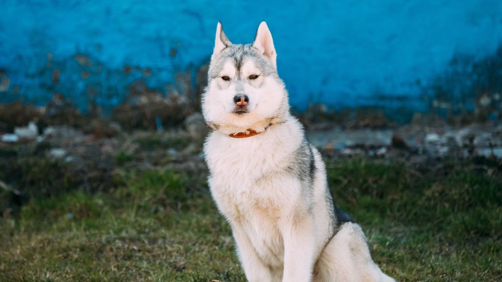 A Siberian Husky, an unsafe dog breed, sitting against a blue background.