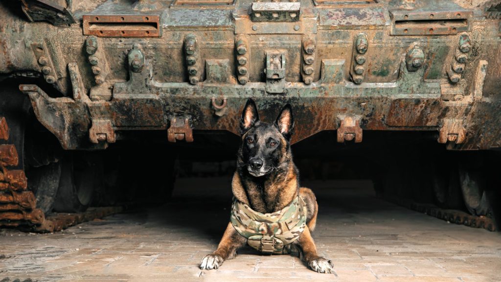 Malinois Dog in Bulletproof Vests against Military Equipment. Belgian Shepherd Malinois dog