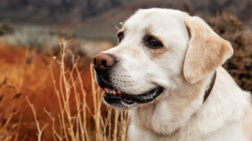 White Labrador posing in a field with autumn-colored background, looking happy.