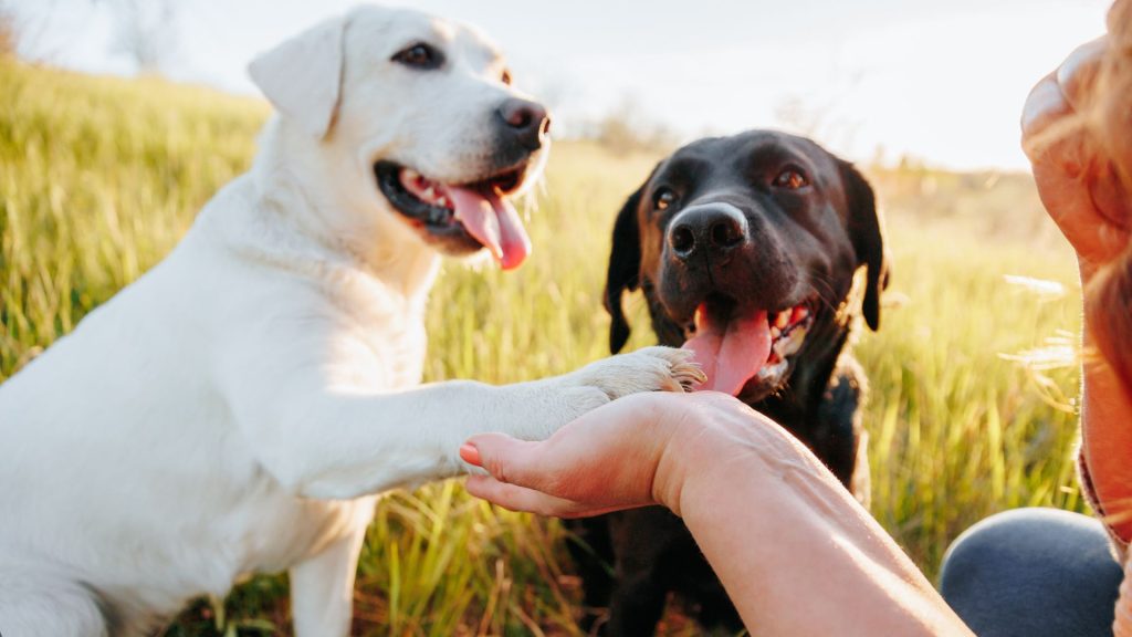 White and black Labradors happily interacting with a person in a grassy field.