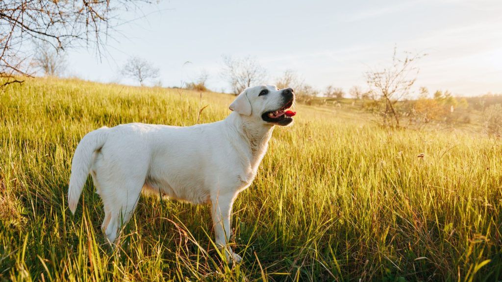 White Labrador standing in a grassy field at sunset, looking up with joy.