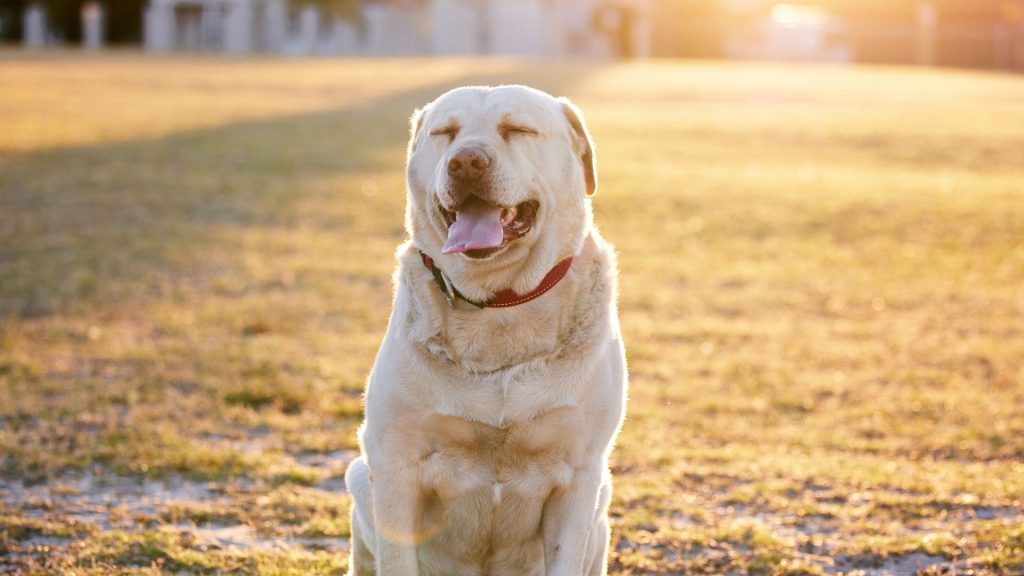 Smiling White Labrador sitting in a sunlit field, eyes closed, enjoying the warmth.