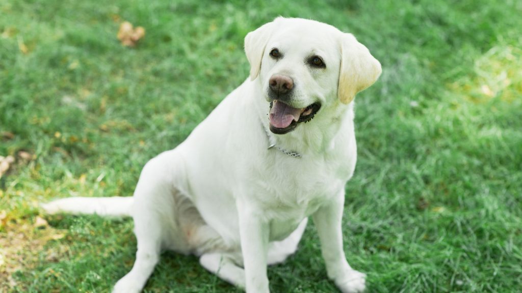 Content White Labrador sitting on green grass, looking happy and relaxed.