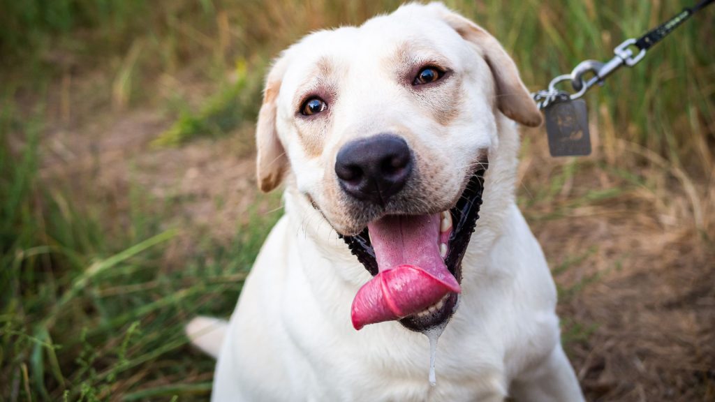 Playful White Labrador on a leash, panting happily with tongue out.