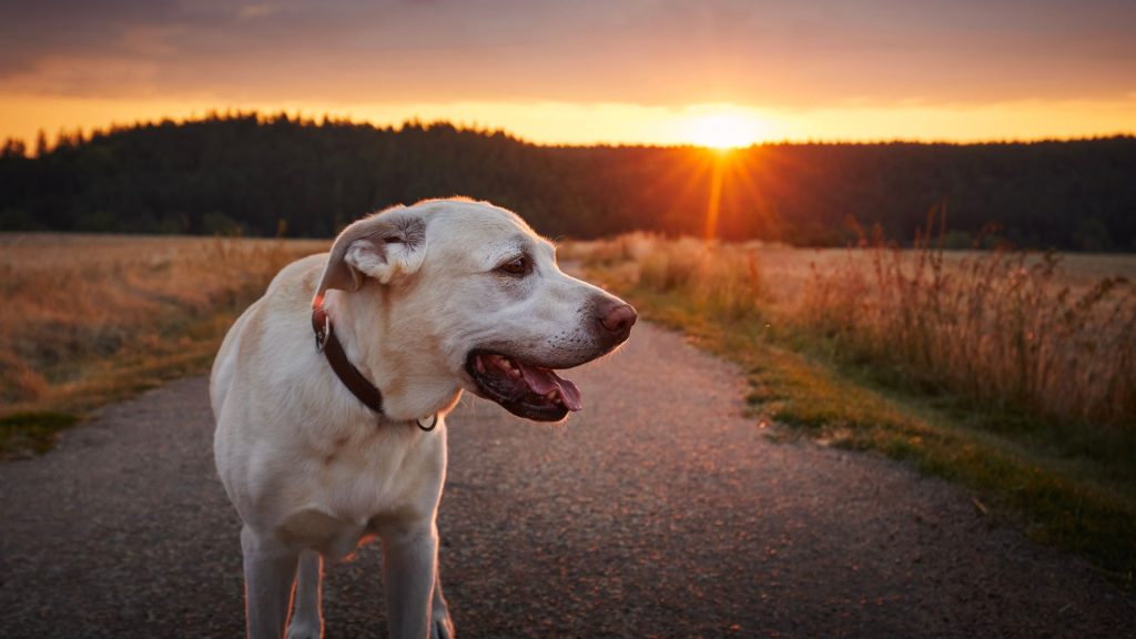 White Labrador standing on a path at sunset, looking content and peaceful.