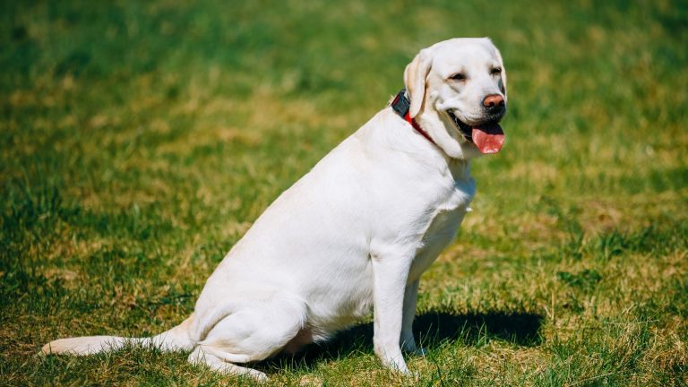 White Labrador enjoying a sunny day in the park, sitting on green grass.