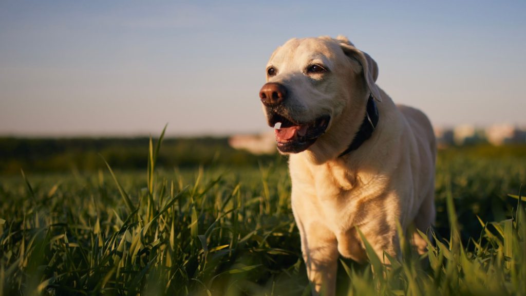 Happy White Labrador walking through a grassy field in the late afternoon.