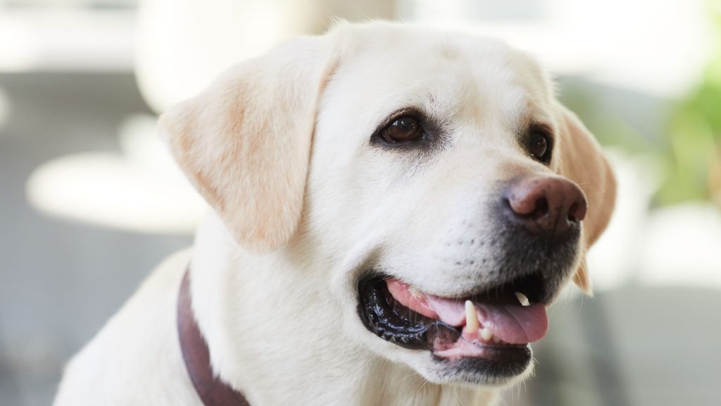 Close-up of a happy White Labrador with a friendly expression, indoors.