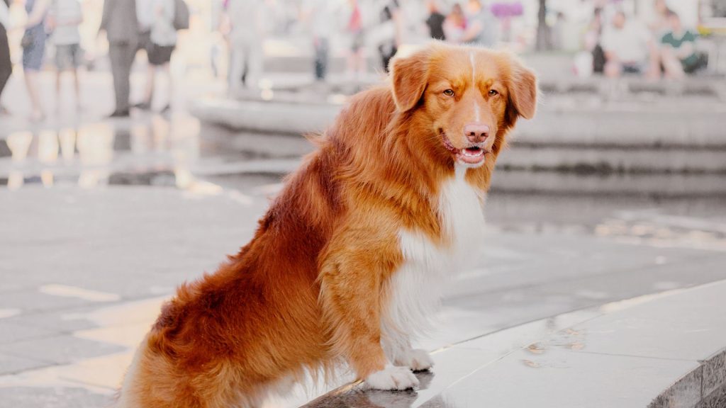 Red and white dog in urban setting, an unsuitable breed for children with autism.