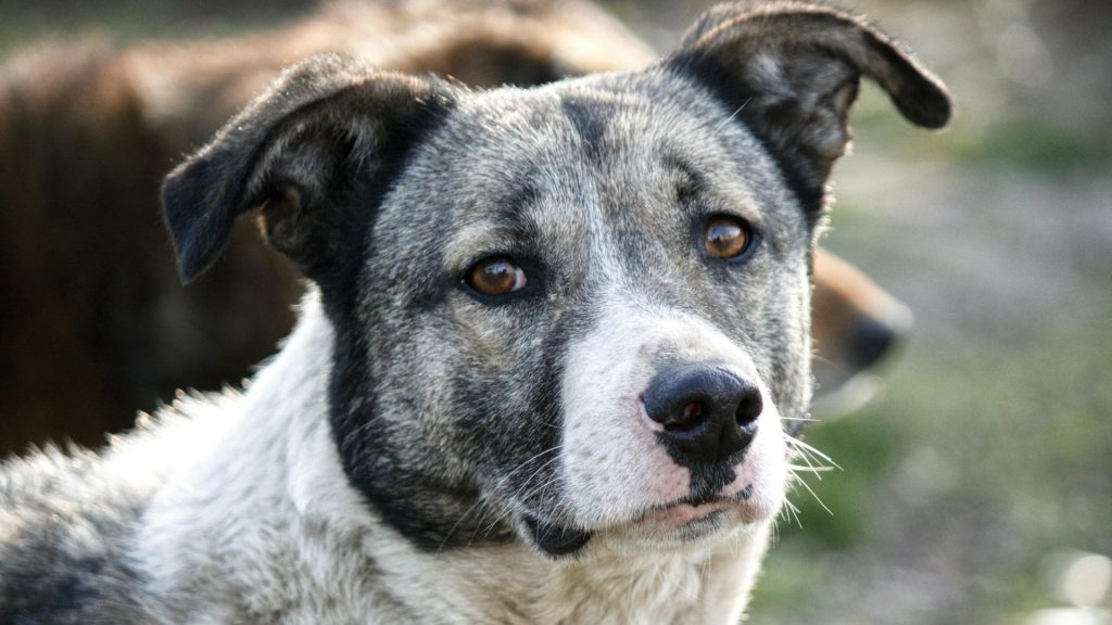 Gray and white dog looking at the camera, unsuitable for autism.