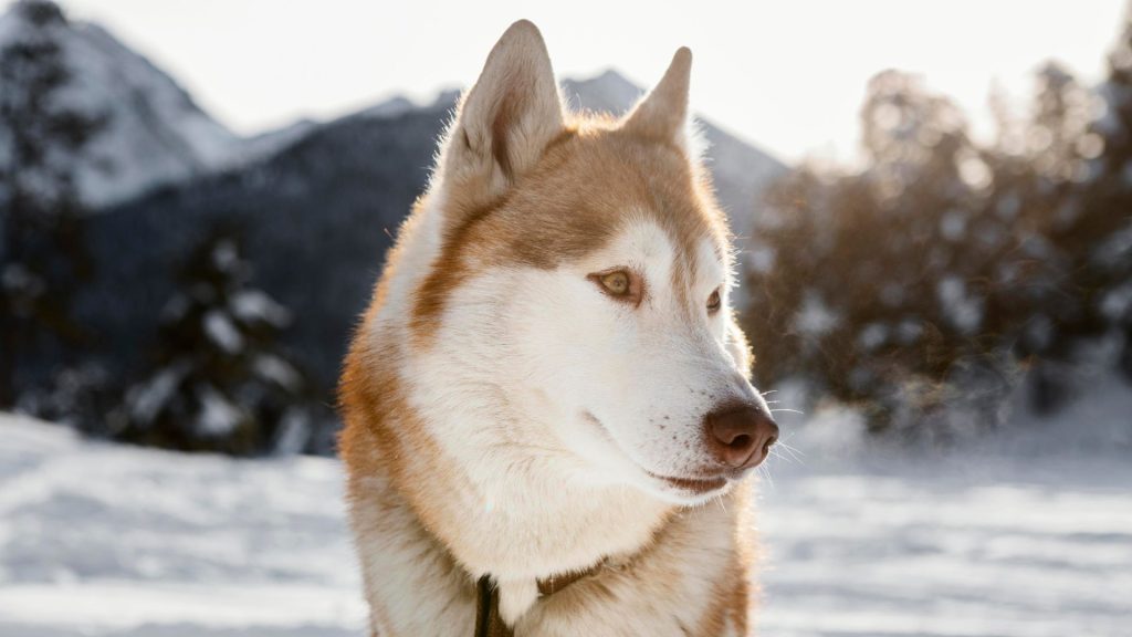 Red and white Husky in snowy landscape, not recommended for autistic kids.