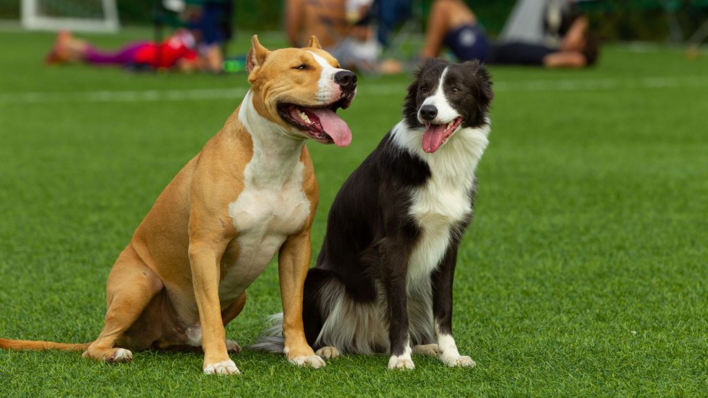 Two dogs, one tan and one black and white, breeds not ideal for autism.