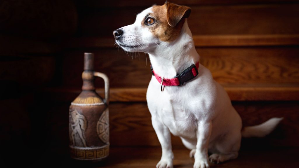 Small white and brown dog sitting indoors, representing a breed to avoid for autism support.