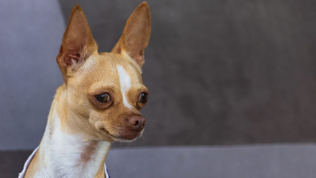 Small tan Chihuahua with large ears, representing a breed to avoid for autism support.